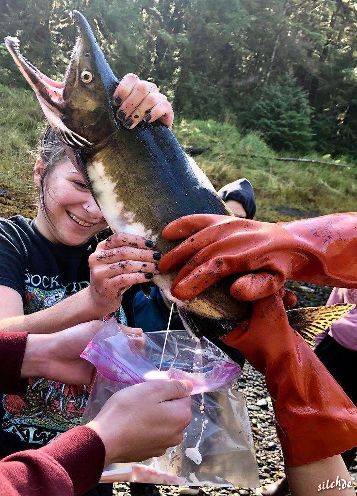 Volunteer, and high school aquaculture student, Tani Hansen, milking milt from spawning pink salmon for use in their annual classroom hatchery project.