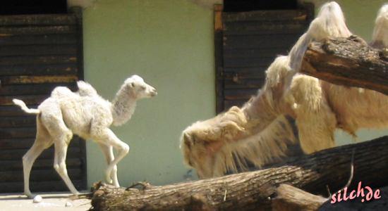 Kamelfohlen mit Mutter (Foto: arpix.de)